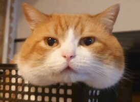 ごはんを詰め込んでいる？もちもちほっぺが印象的なネコに「実はリスだったのかにゃ」「プニプニしたくなる〜」