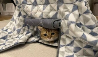 名は体を表す？冬はほとんどコタツの中で過ごすこのネコの名前は『こたつ』！？「つぶらな瞳に一目惚れ」「あたたかい所を知りつくしている」