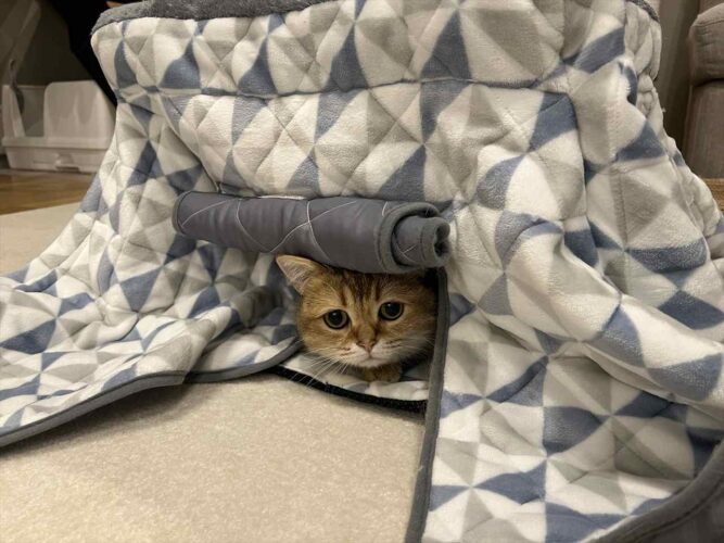 名は体を表す？冬はほとんどコタツの中で過ごすこのネコの名前は『こたつ』！？「つぶらな瞳に一目惚れ」「あたたかい所を知りつくしている」