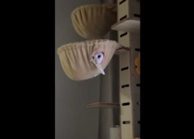 寝ようとしたら・・。見つめきていた愛猫に反響！「モモンガみたい？飛んで来そう」「捕食されそう」