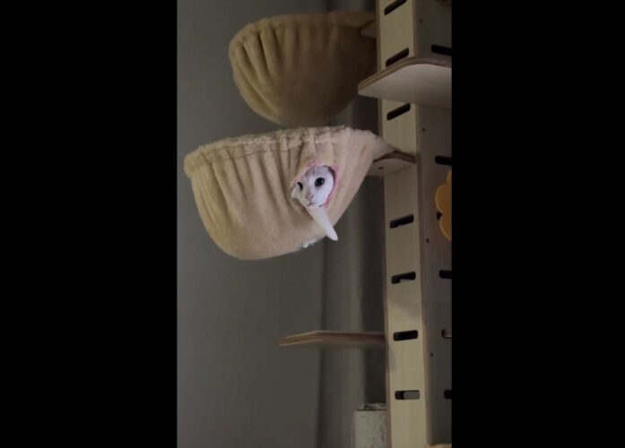 寝ようとしたら・・。見つめきていた愛猫に反響！「モモンガみたい？飛んで来そう」「捕食されそう」