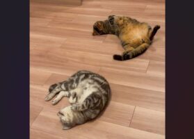 ケンカしていたネコたちを止めたのは・・床暖房！？平和に寝転がる様子が話題に「床暖はすべてを解決する」「仲直りさせる天才ですね」