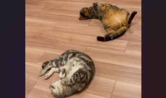 ケンカしていたネコたちを止めたのは・・床暖房!?平和に寝転がる様子が話題に「床暖はすべてを解決する」「仲直りさせる天才ですね」