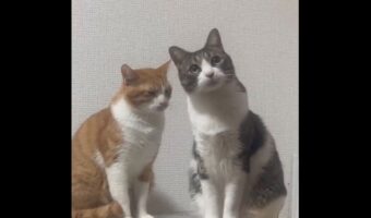 眠くなってもそばにいたい！仲良しなネコたちの姿に反響！「どんな時も一緒ニャン」「お～い寝てないかい？目がシバシバしてる」