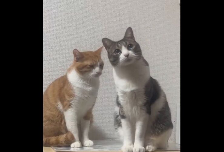 眠くなってもそばにいたい！仲良しなネコたちの姿に反響！「どんな時も一緒ニャン」「お～い寝てないかい？目がシバシバしてる」