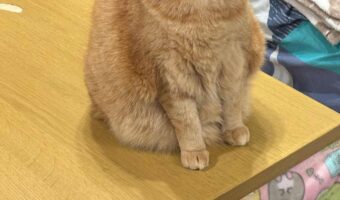 渋い表情を浮かべるネコ。エアコンを消した時の反応が話題に「にゃんで消したのかね？」「目は口ほどに物を言う」