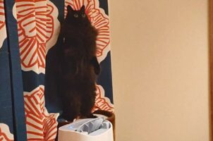 思わず二度見しちゃう！？直立不動のネコが話題に「ミーアキャットみたい」「にゃおう立ち」