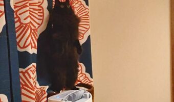 思わず二度見しちゃう！？直立不動のネコが話題に「ミーアキャットみたい」「にゃおう立ち」