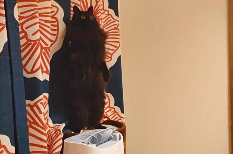 思わず二度見しちゃう！？直立不動のネコが話題に「ミーアキャットみたい」「にゃおう立ち」