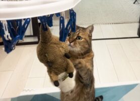 大好きなぬいぐるみが！洗濯されたぬいぐるみを救出しようとするネコに「何回見ても愛らしい」「いつになく真剣」
