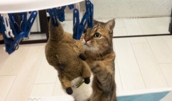 大好きなぬいぐるみが!洗濯されたぬいぐるみを救出しようとするネコに「何回見ても愛らしい」「いつになく真剣」