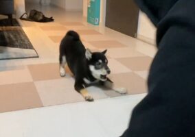 柴犬が激しく楽しく遊んでいると思ったら・・急に冷めちゃった？柴犬あるあるに反響「うちの子も同じです」「その後おやつ要求までがデフォですね」