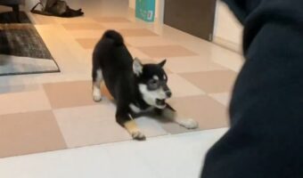柴犬が激しく楽しく遊んでいると思ったら・・急に冷めちゃった?柴犬あるあるに反響「うちの子も同じです」「その後おやつ要求までがデフォですね」