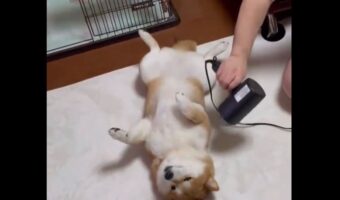 ドライヤー中の柴犬。身じろぎひとつせずされるがままになっている姿に反響「ほぼほぼ動かない」「ドライヤー全然平気なのすごい」