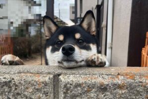 「あっワンちゃん！」「黒柴だ！」と外から声が。愛犬の様子を見に行くと・・塀につかまり立ちして外を見ていた！！