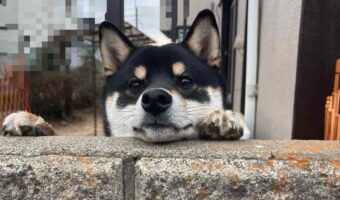 「あっワンちゃん!」「黒柴だ!」と外から声が。愛犬の様子を見に行くと・・塀につかまり立ちして外を見ていた!!
