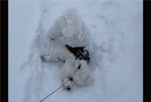 散歩が進まない！雪にはしゃぎまわるビションフリーゼに「喜びすぎー」「たまらなくかわいいです」