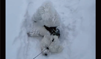 散歩が進まない！雪にはしゃぎまわるビションフリーゼに「喜びすぎー」「たまらなくかわいいです」