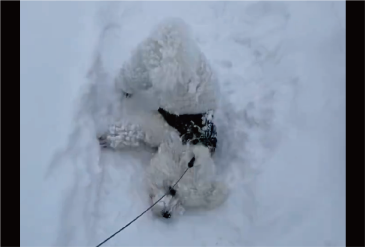 散歩が進まない！雪にはしゃぎまわるビションフリーゼに「喜びすぎー」「たまらなくかわいいです」