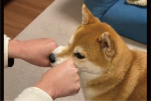 柴犬とグッパー遊びをしていたら・・。なぜか挟まりにくるのがかわいいと話題に「一緒にパァッ！ってするのかわいすぎます」