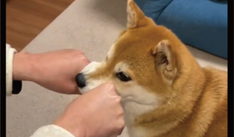柴犬とグッパー遊びをしていたら・・。なぜか挟まりにくるのがかわいいと話題に「一緒にパァッ!ってするのかわいすぎます」