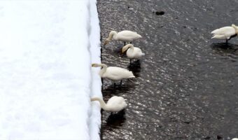 白鳥の雪遊び?雪にズボっと顔を突っ込んでいる姿が目撃される!!「鳥もやりたくなるとは」「かわいいですね~癒し~!」