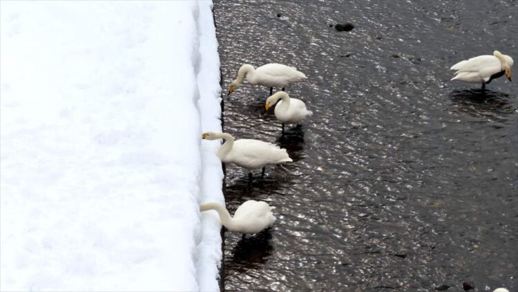 白鳥の雪遊び？雪にズボっと顔を突っ込んでいる姿が目撃される！！「鳥もやりたくなるとは」「かわいいですね～癒し～！」