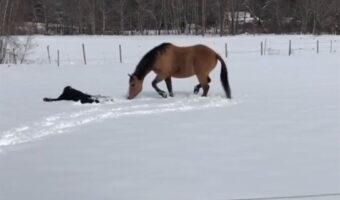 愛馬の真似っこがかわいいと話題に！飼い主さんがが雪上に横たわるのを見ると・・「心が通じ合ってる」「雪を満喫ですね」
