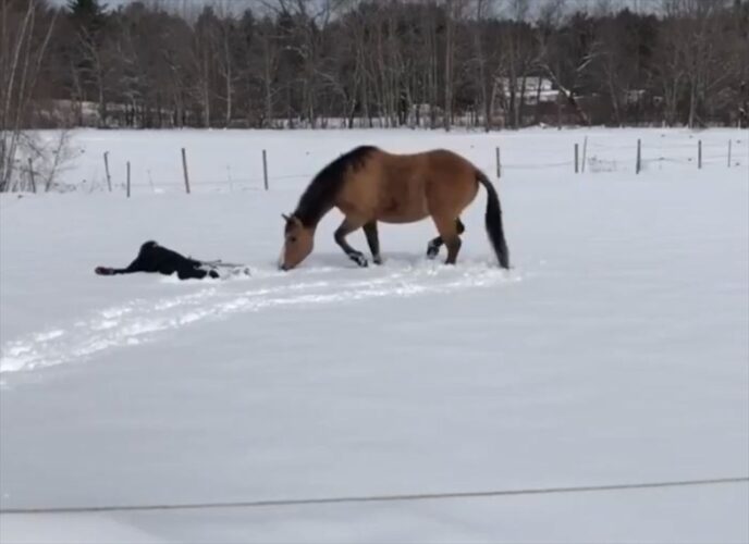 愛馬の真似っこがかわいいと話題に！飼い主さんがが雪上に横たわるのを見ると・・「心が通じ合ってる」「雪を満喫ですね」
