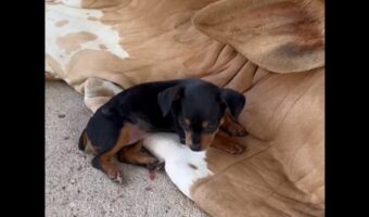 そこはふかふかのベッドじゃないよ!子犬がくつろぐのは・・大きなウシの上!!【海外・動画】