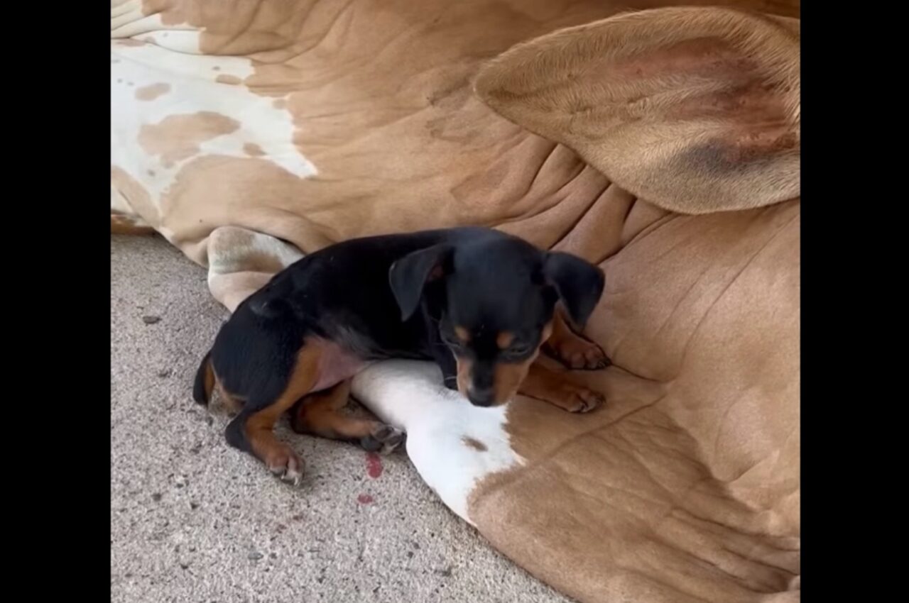 そこはふかふかのベッドじゃないよ!子犬がくつろぐのは・・大きなウシの上!!【海外・動画】
