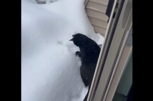 慎重に雪遊び？積もった雪を見たネコの初々しいリアクションがかわいすぎる【アメリカ・動画】