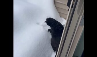 慎重に雪遊び?積もった雪を見たネコの初々しいリアクションがかわいすぎる【アメリカ・動画】