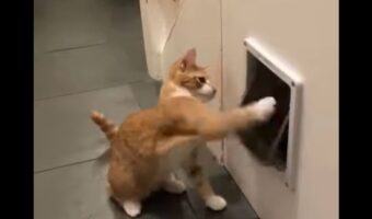 子猫の対戦相手は・・キャットドア!?小さなおててで連続猫パンチ!!【海外・動画】