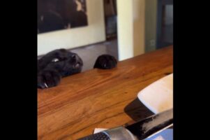 ネコが狙うのはテーブルの上のチキン。必死なあまりテーブルにぶら下がっている！？【海外・動画】