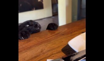 ネコが狙うのはテーブルの上のチキン。必死なあまりテーブルにぶら下がっている!?【海外・動画】