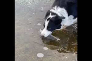 ボーダーコリーが池の水をバリバリ？・・夢中でかじっていたのは氷だ！【海外・動画】