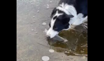 ボーダーコリーが池の水をバリバリ?・・夢中でかじっていたのは氷だ!【海外・動画】
