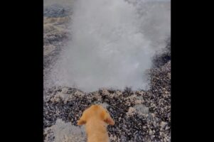 海岸の岩場にできた巨大な穴。愛犬と一緒に近付いたその瞬間・・、海水の噴水が噴き出した！？【アメリカ・動画】