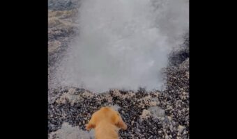 海岸の岩場にできた巨大な穴。愛犬と接近したタイミングで海水の噴水が噴き出した!?【アメリカ・動画】