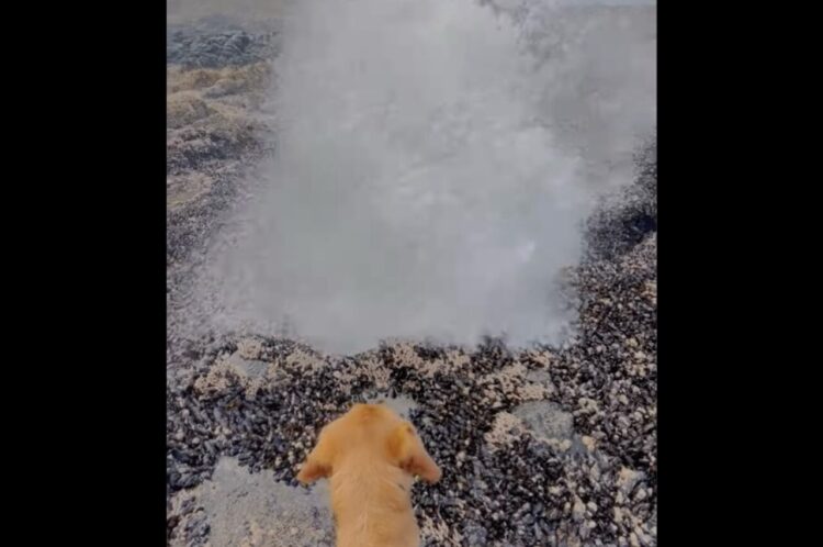 海岸の岩場にできた巨大な穴。愛犬と接近したタイミングで海水の噴水が噴き出した！？【アメリカ・動画】