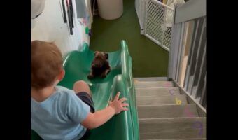 楽しいすべり台!幼い男の子と子犬が仲良く何度も滑って遊ぶ姿にほっこり!【アメリカ・動画】