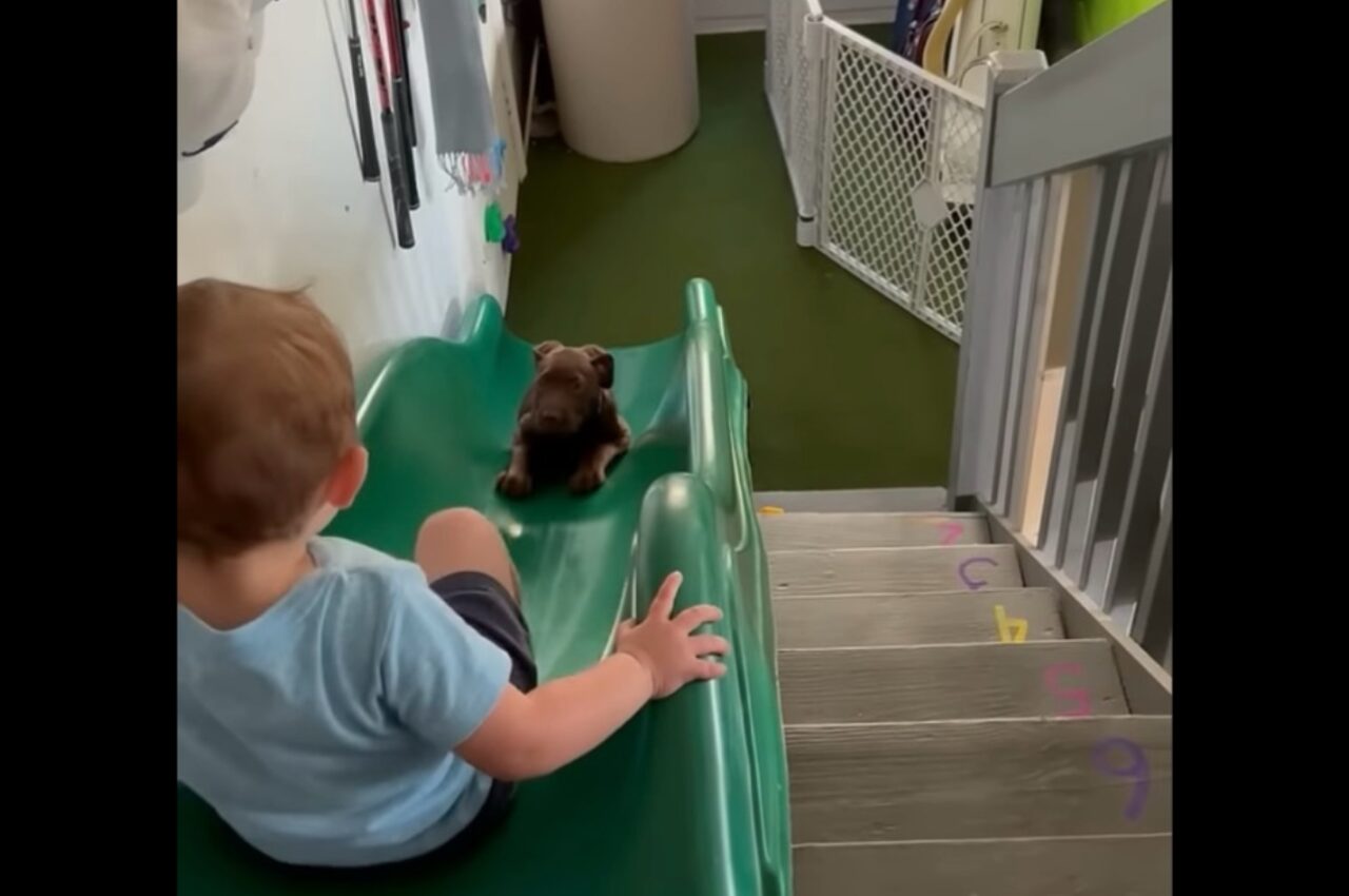 楽しいすべり台!幼い男の子と子犬が仲良く何度も滑って遊ぶ姿にほっこり!【アメリカ・動画】