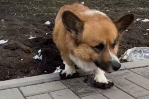 スリッパを履いている？土の上をふみふみして探索していたコーギーの白いおててとあんよが真っ黒に！