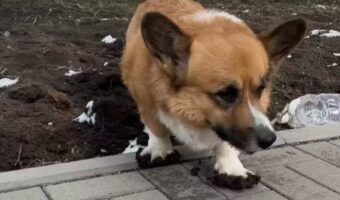 スリッパを履いている?土の上をふみふみして探索していたコーギーの白いおててとあんよが真っ黒に!