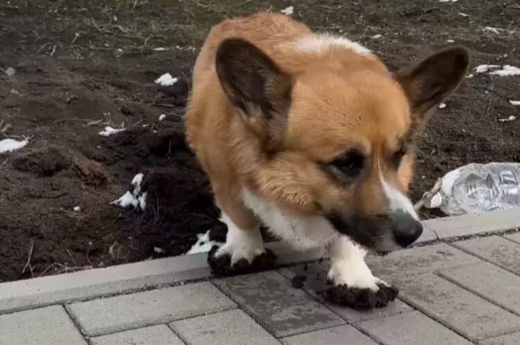 スリッパを履いている？土の上をふみふみして探索していたコーギーの白いおててとあんよが真っ黒に！