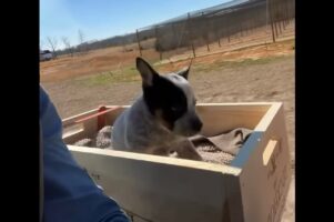 これが本当のハコ乗り？子犬が木箱のシートに乗ってトラクターでドライブ！！【海外・動画】