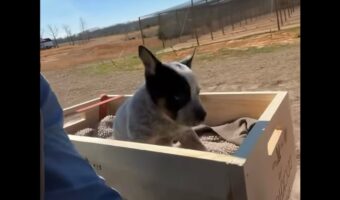 これが本当のハコ乗り？子犬が木箱のシートに乗ってトラクターでドライブ！！【海外・動画】