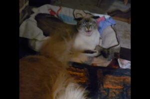 イヌの隣でくつろいでいたネコ大迷惑！イヌがブンブン振り回すしっぽが顔を何度もペシペシ【アメリカ・動画】