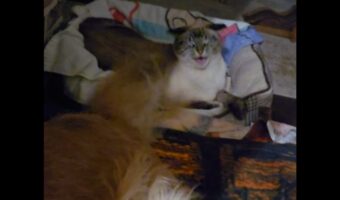 イヌの隣でくつろいでいたネコ大迷惑！イヌがブンブン振り回すしっぽが顔を何度もペシペシ【アメリカ・動画】